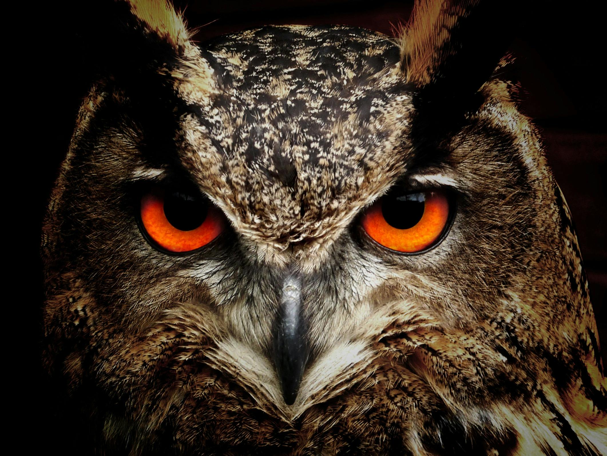 Mysterious owl with glowing orange eyes